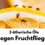 Fruchtfliegen loswerden - 3 ätherische Öle, die besten Hausmittel