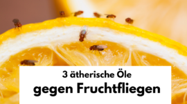 Fruchtfliegen loswerden - 3 ätherische Öle, die besten Hausmittel