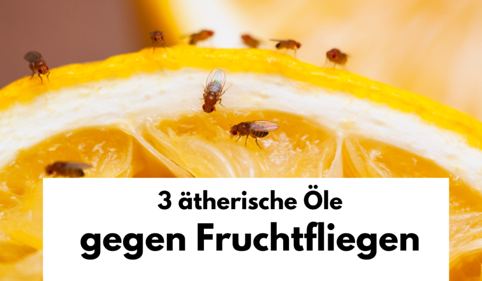 Fruchtfliegen loswerden - 3 ätherische Öle, die besten Hausmittel