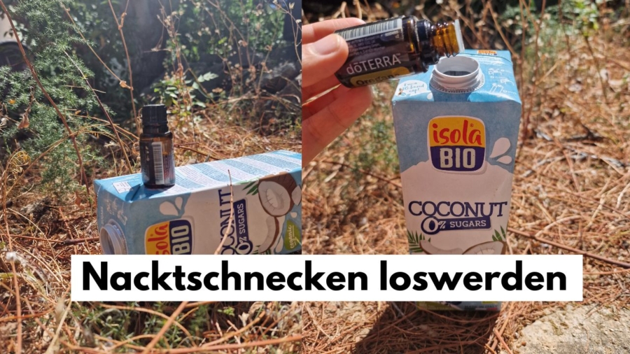 Nacktschnecken mit ätherischen Ölen loswerden