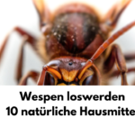 Wespen loswerden und vertreiben - natürliche Hausmittel