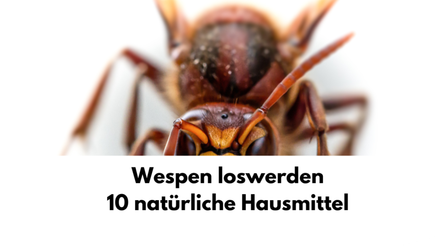 Wespen loswerden und vertreiben - natürliche Hausmittel